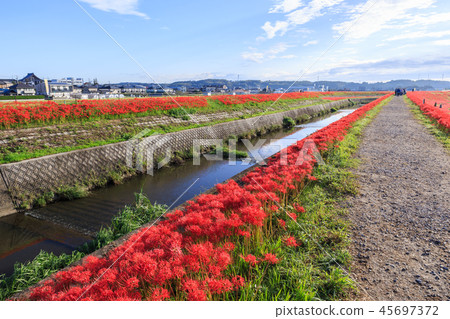 清晨的海星 清晨的海星 45697372