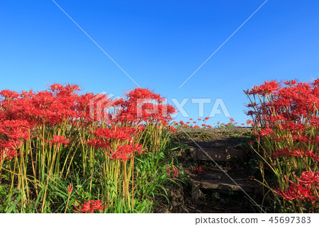 Early morning starfish 45697383