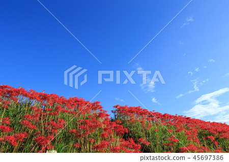 Early morning starfish 45697386