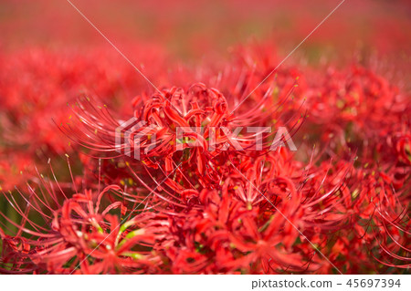 Early morning starfish 45697394