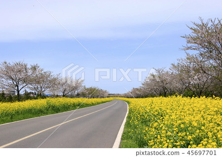 Noksan Road, Rapeseed Flower, Cherry Blossom, Road, Road, 45697701