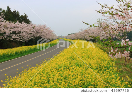 Noksan Road, Rapeseed Flower, Cherry Blossom, Road, Road, 45697726