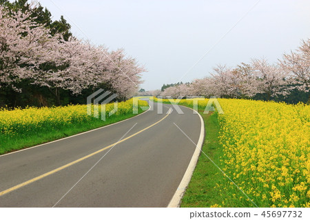 Noksan Road, Rapeseed Flower, Cherry Blossom, Road, Road, 45697732