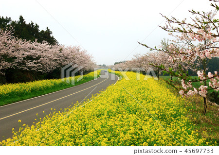 Noksan Road，Rapeseed Flower，Cherry Blossom，Road，Road， 45697733