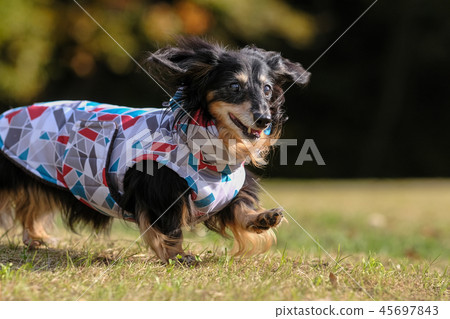 達克斯獵犬Kaninhaen可愛 45697843