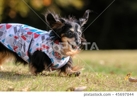達克斯獵犬Kaninhaen可愛 達克斯獵犬Kaninhaen可愛 45697844