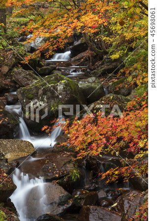 秋葉和山澗（岐阜縣） 45698061