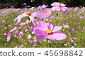  Cosmos field 45698842