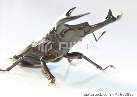 國內白被盯梢的白色背景 國內白被盯梢的白色背景 45698852