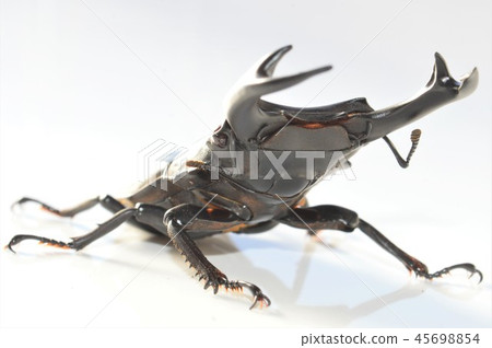 Domestic white-tailed white background Domestic white-tailed white background 45698854