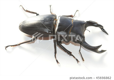 Domestic white-tailed white background Domestic white-tailed white background 45698862