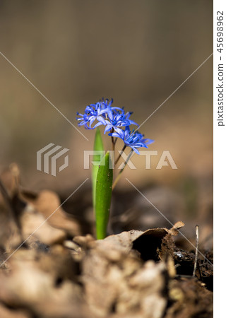 Close-up of spring branch with young green petals Close-up of spring branch with young green petals 45698962