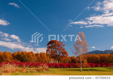 Kaeda Kogen的秋天 Kaeda Kogen的秋天 45700010