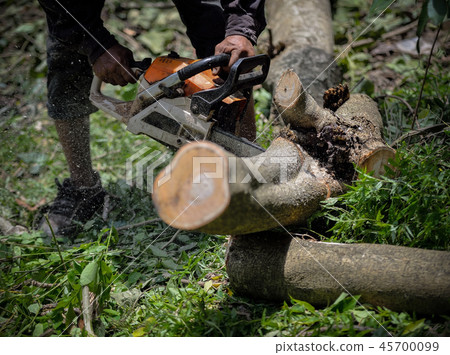Man with chainsaw cutting the tree (tree, removal) 45700099