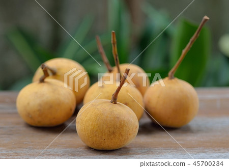 Santol fruit the famous fruit of Thailand  45700284
