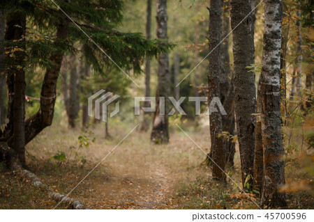 Photos of trees in forest 45700596