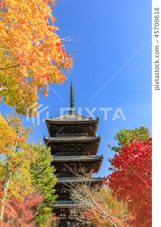 Autumn leaves of Ninna-ji Temple Autumn leaves of Ninna-ji Temple 45700618