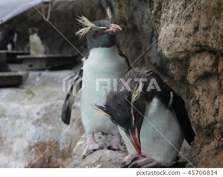Penguin couple 45700814