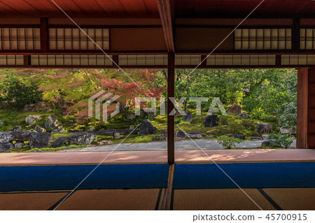 Edinbudoon autumn leaves 45700915