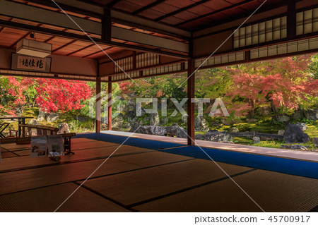 Edinbudoon autumn leaves 45700917