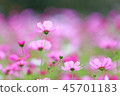 Autumn cherry blossoms 45701183