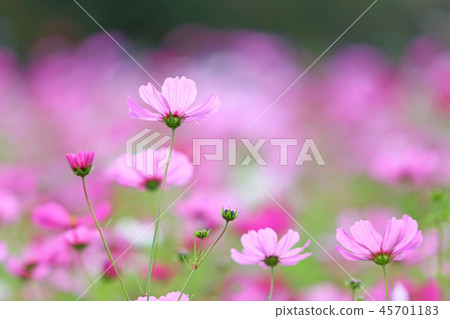 Autumn cherry blossoms Autumn cherry blossoms 45701183