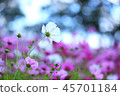 Autumn cherry blossoms 45701184