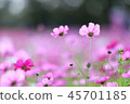Autumn cherry blossoms 45701185