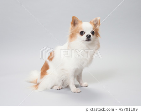 Sitting Chihuahuasa 45701199