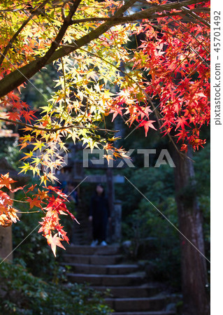 秋天的樹葉 45701492