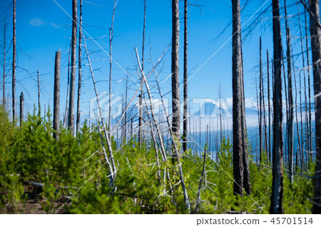 Trees in Yellowstone National Park 45701514