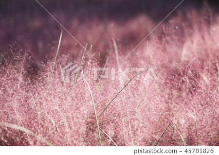 Pink mull Pink mull 45701826