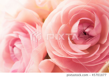 Ranunculus and sweet pea 45701877