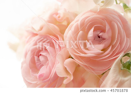 Ranunculus and sweet pea 45701878