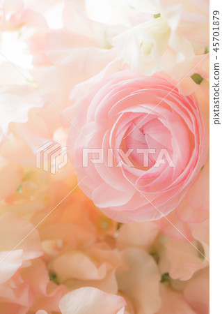 Ranunculus and sweet pea 45701879