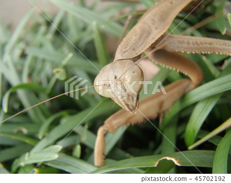 Mantis of the garden Mantis of the garden 45702192