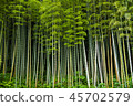  Bamboo grove 45702579