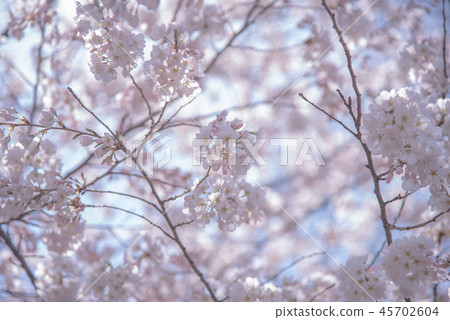 Cherry blossoms encountered in Canada 45702604