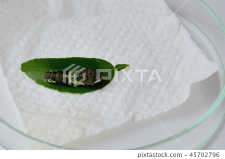 在蛻皮之前,Namihaha的4齡幼蟲 在蛻皮之前,Namihaha的4齡幼蟲 45702796