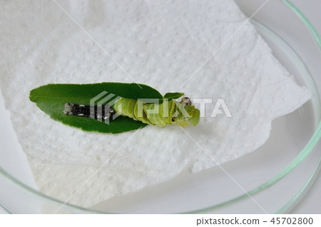 Last-instar larvae of Namihaha immediately after molting Last-instar larvae of Namihaha immediately after molting 45702800