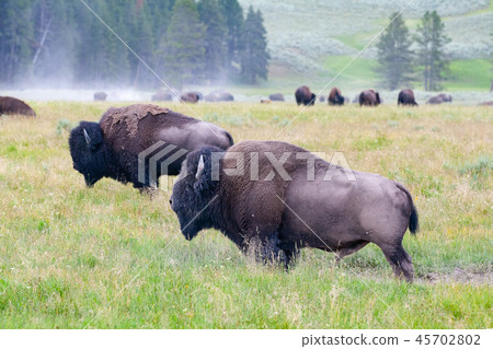 The herd bison in Yellowstone National Park 45702802