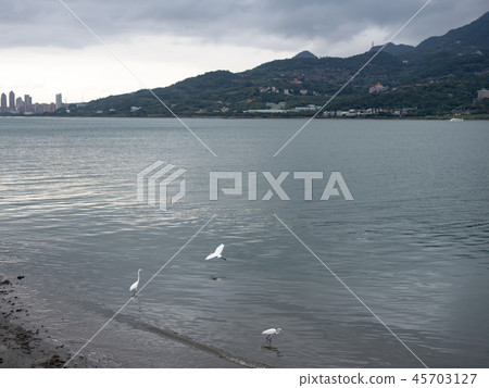 Birds at riverside 45703127