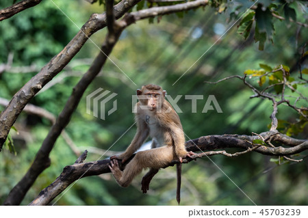 A cute Monkey on the tree ,Monkey Climbing Tree. A cute Monkey on the tree ,Monkey Climbing Tree. 45703239