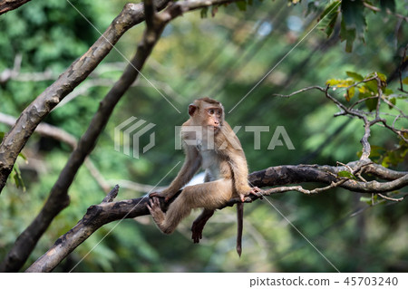 A cute Monkey on the tree ,Monkey Climbing Tree. A cute Monkey on the tree ,Monkey Climbing Tree. 45703240