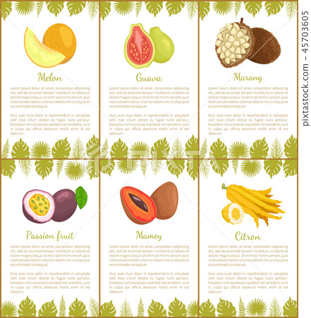 Melon and Guava, Marang and Passion Fruit, Mamey Melon and Guava, Marang and Passion Fruit, Mamey 45703605