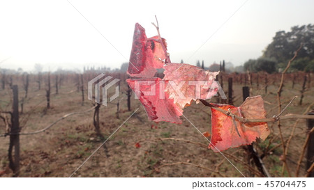 Napa Valley Wine Vineyard Late Autumn Foliage After harvest Napa Valley Winery 45704475