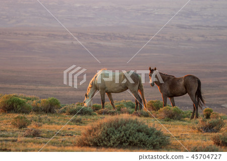 Wild Horses in the Colorado Desert 45704727