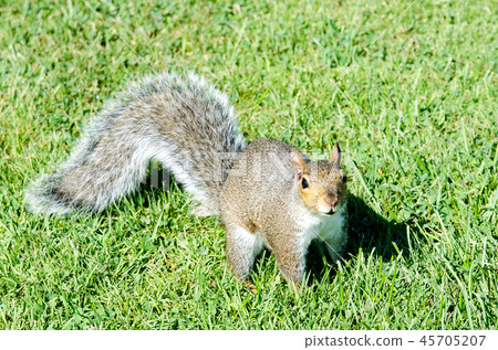 Wild squirrel Wild squirrel 45705207