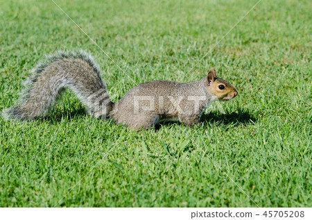 野生松鼠 45705208
