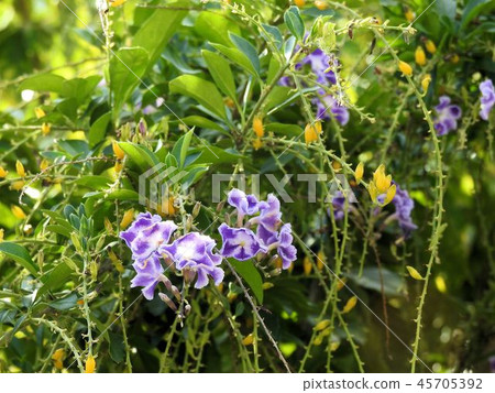 Duranta flower and fruit / Kitashinagawa Duranta flower and fruit / Kitashinagawa 45705392